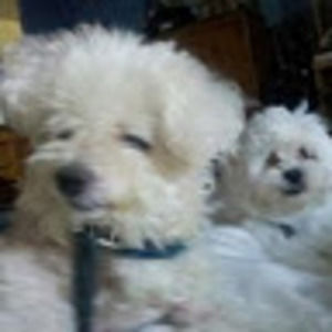 Meet your Posher, Carole